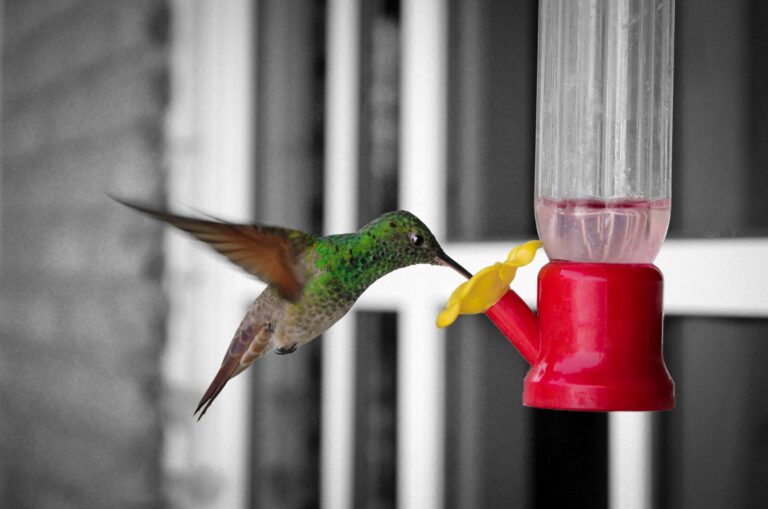Small songbird visiting an apartment bird feeder on a cozy city balcony.