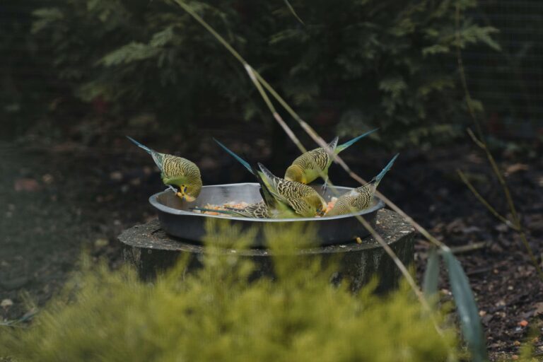 Colorful songbirds gathered around a large capacity bird feeder in a sunny backyard garden.
