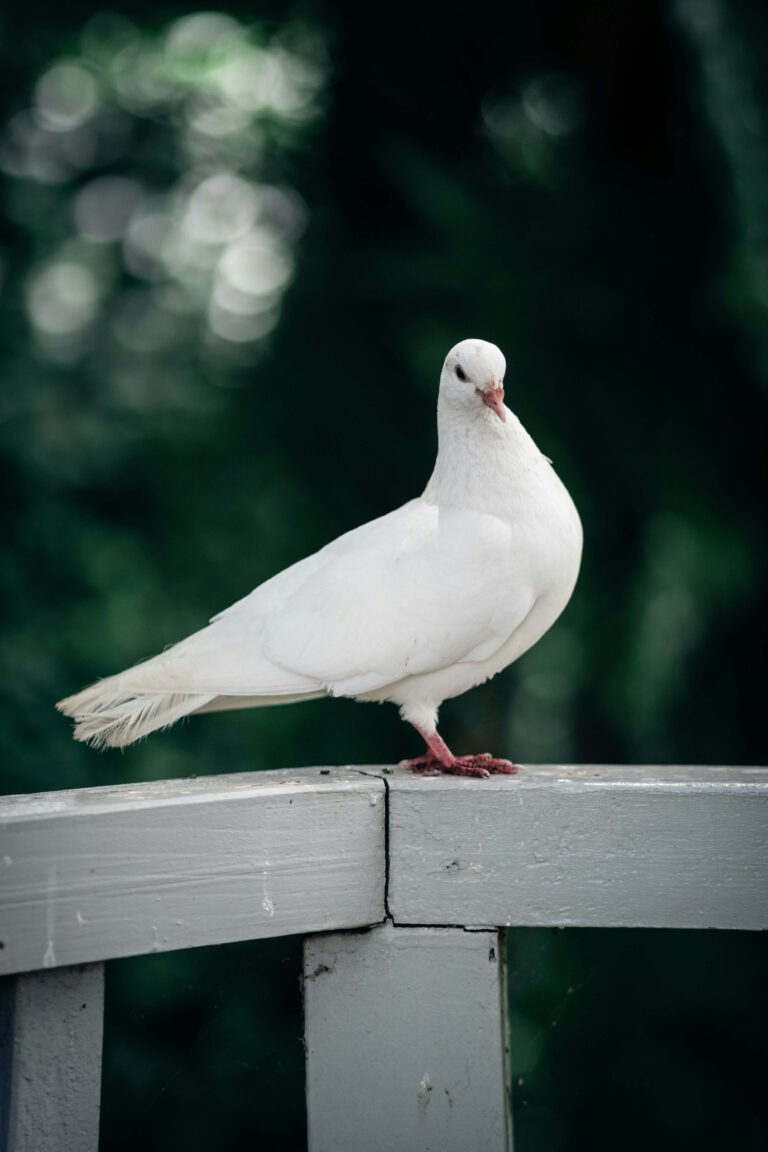 Dove Bird Feeder: Best Picks for a Calm and Peaceful Backyard