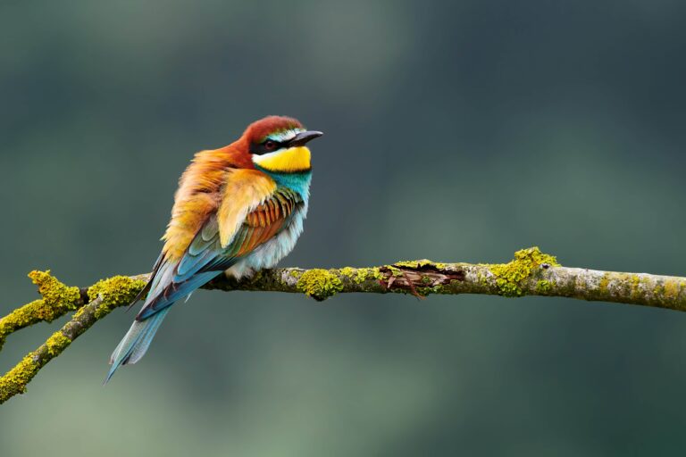 Rainbow-colored birds perched on flowering branches in a spring garden