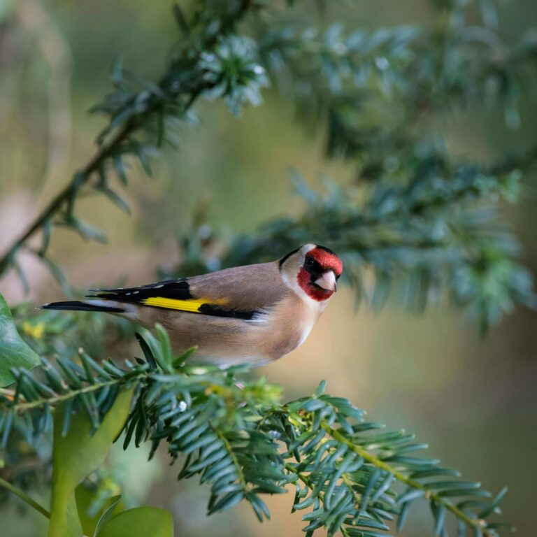 A small bird perched on a branch at sunrise, perfect for a guide on how to start birdwatching: tips for beginners