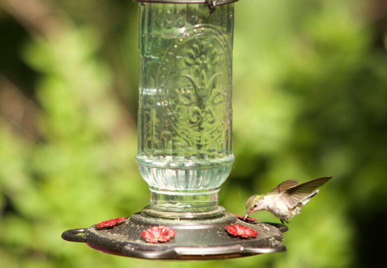Mason Jar Bird Feeder Projects for a Cozy Backyard
