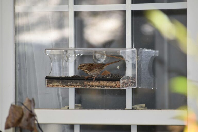 Small songbird feeding at a clear window bird feeder on a sunny morning