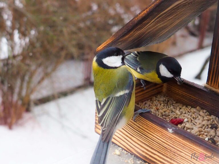 Great Tits eating seeds from a wooden wild bird feeder during winter