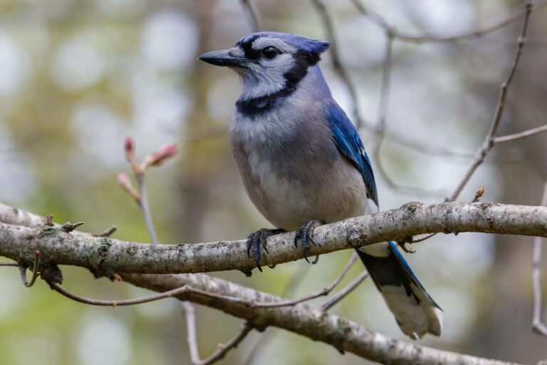 A vibrant blue jay perched on a sturdy bird feeder in a wooded backyard