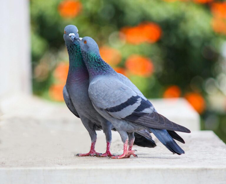 rural pigeon perched on wooden fence post