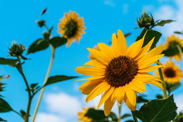 Sunflower Garden for Birdwatchers: Tips for a Cozy Backyard