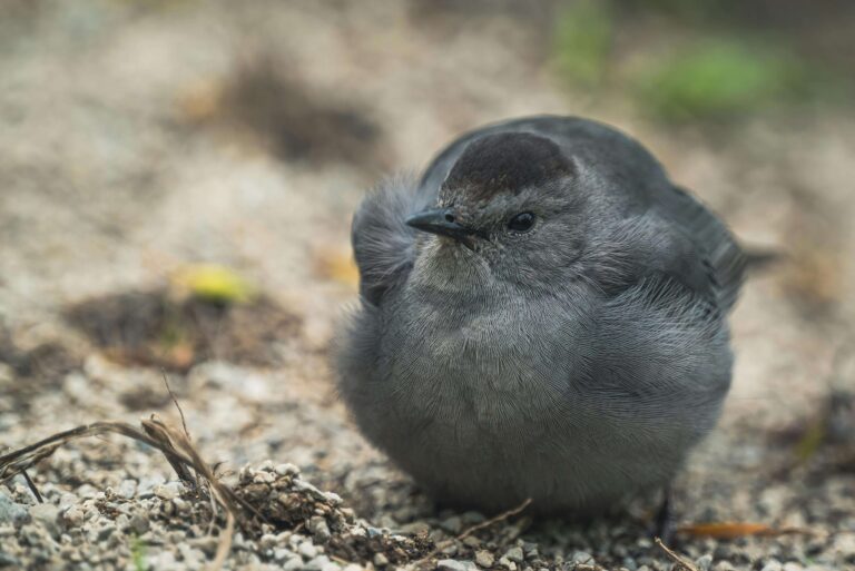 Gray Catbird Guide: What Makes This Bird So Unique?