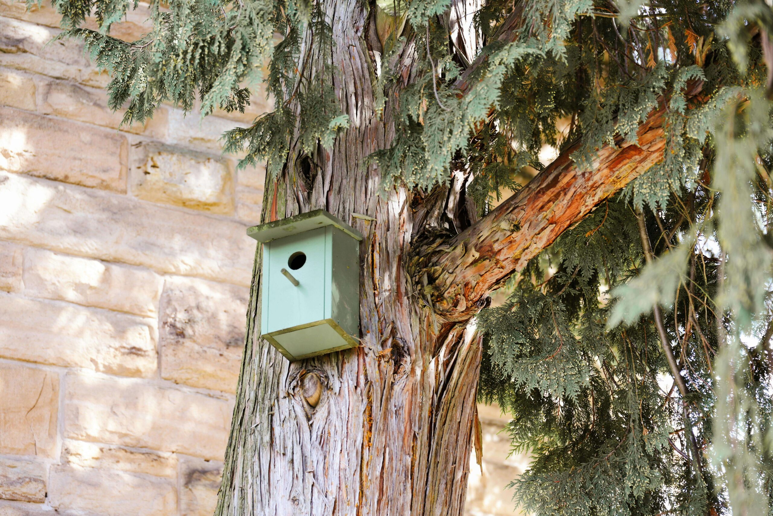 Cozy cottage garden bird feeder setup surrounded by colorful flowers and visiting small birds
