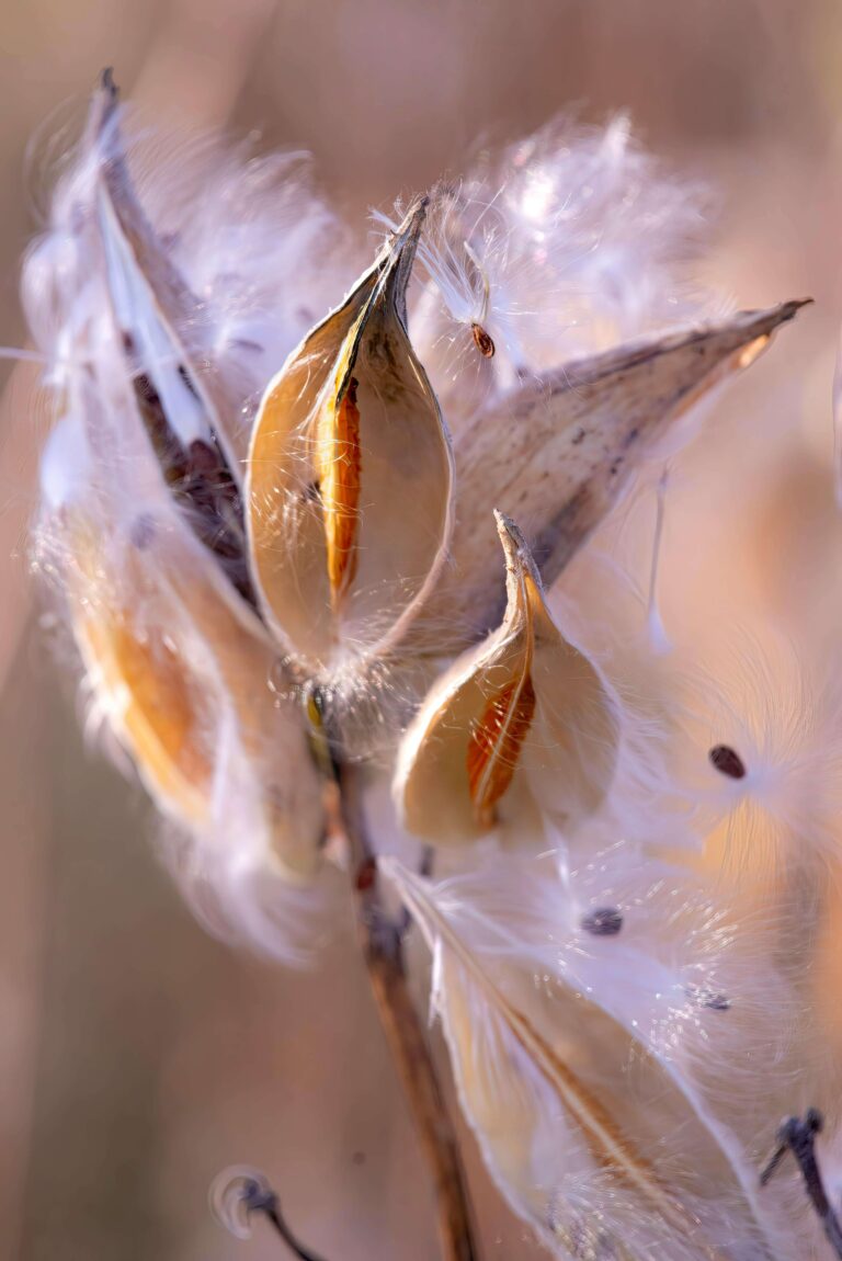 Milkweed for Birds: How to Turn Your Garden into a Cozy Home