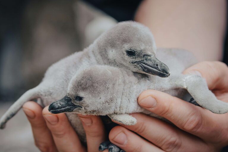 Baby Penguins: Facts, Growth, and How They Stay Warm