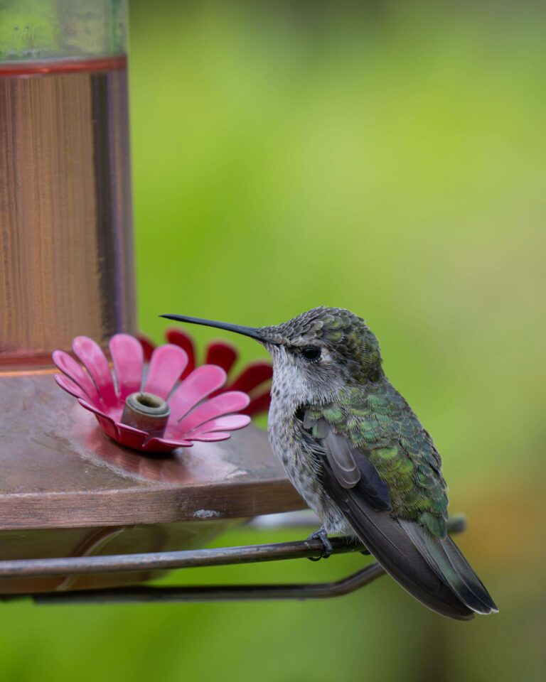 Close-up of a hanging copper bird feeder in a backyard