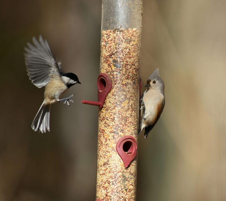 Sturdy bird feeder pole in a backyard garden
