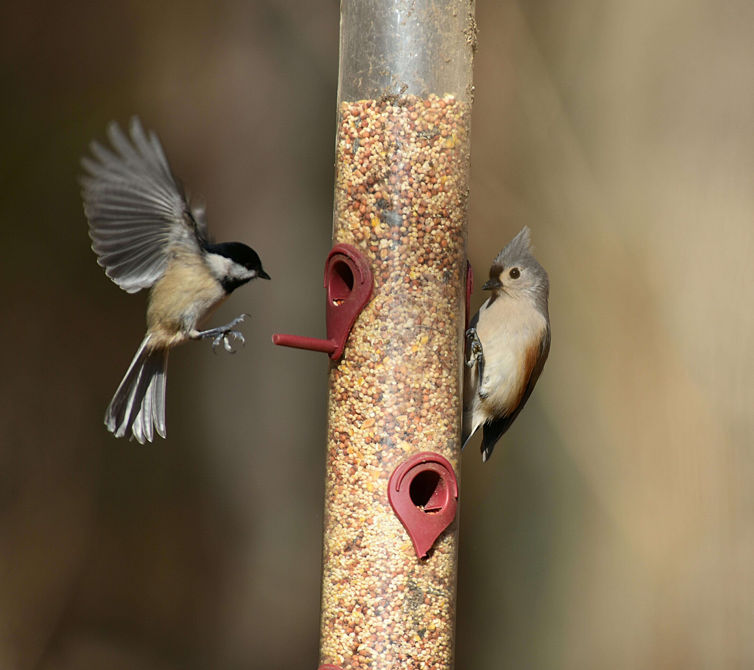 Sturdy bird feeder pole in a backyard garden