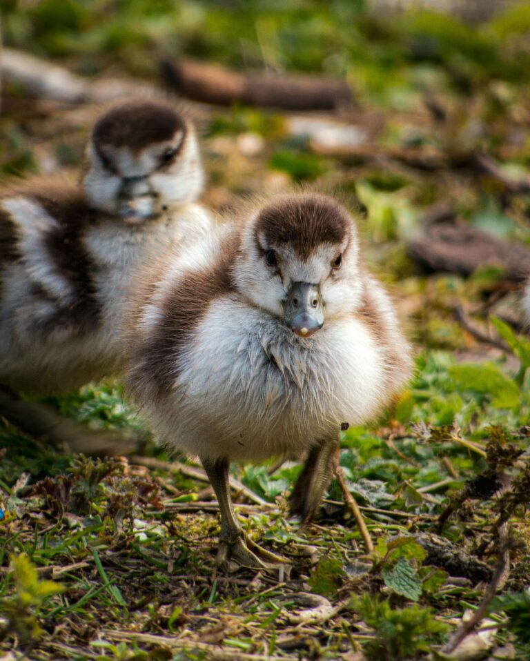 Young Birds vs Adults: How to Spot the Difference