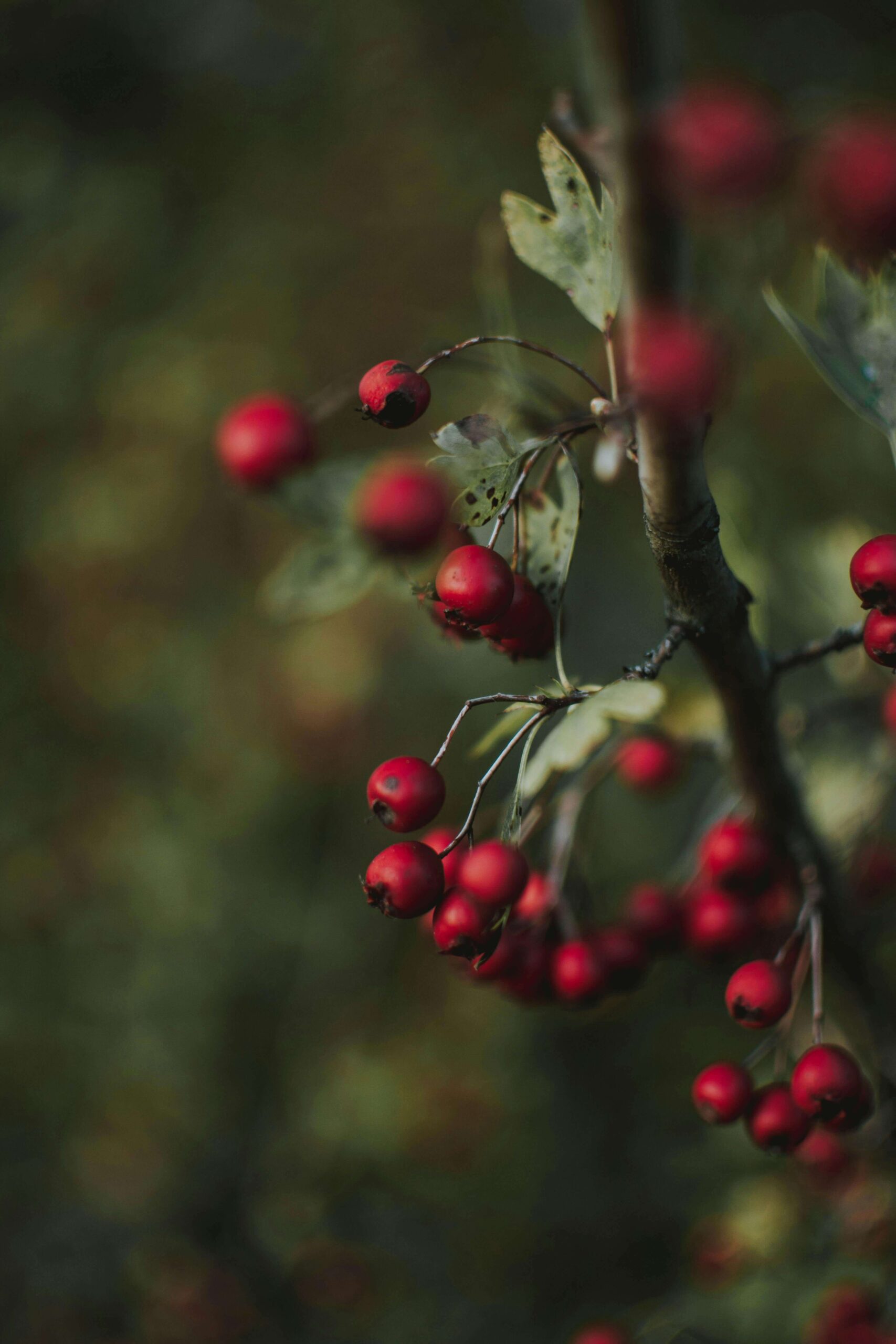 Winterberry bush covered in red berries