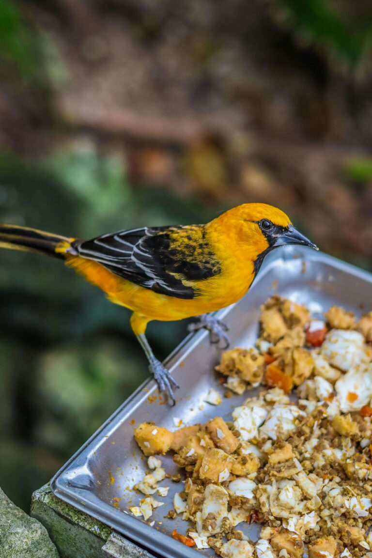 Best Oriole Bird Feeder to Attract Colorful Visitors