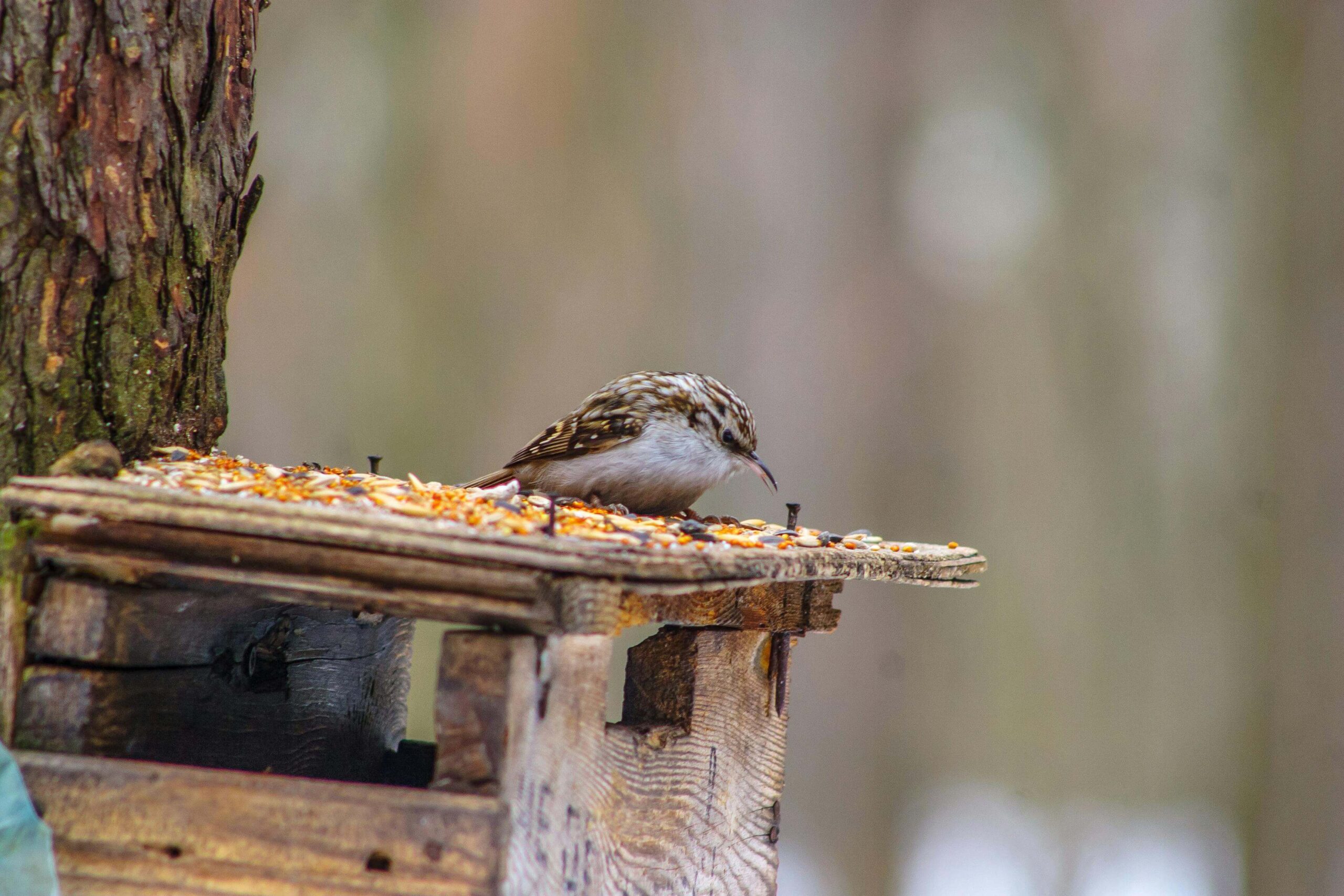 Rustic handmade bird feeder crafted from pallet wood hanging in a backyard garden.