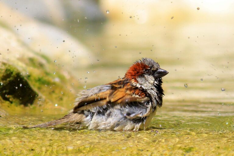 Why birds bathe in dirt to stay clean and healthy