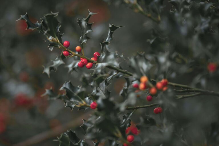 Winterberry as one of the best winter blooming plants for birds